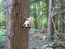 Dangly doing what she does best. Climbing Trees.