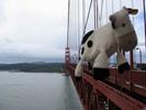 Dangly Cow walked the Golden Gate Bridge