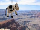 Dangly Cow checks out the Grand Canyon South Rim