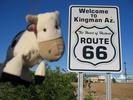 Dangly Cow does Route 66