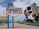 Dangly Cow in Vegas